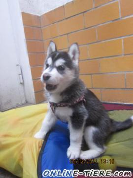 Biete Siberian Husky, Husky