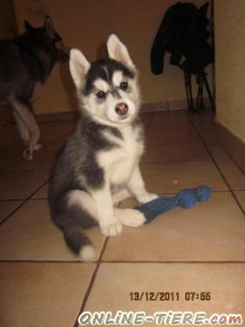 Biete Siberian Husky, Husky