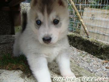 Biete Siberian-Husky Welpe Rüde