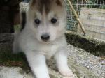 Biete Siberian-Husky Welpe Rde