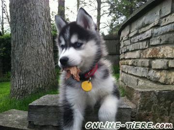 Biete Siberian Husky Welpen