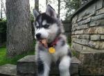 Biete Siberian Husky Welpen