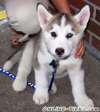 Biete Siberian Husky