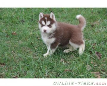 Biete Siberian Husky