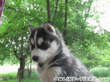 Biete Siberian Husky