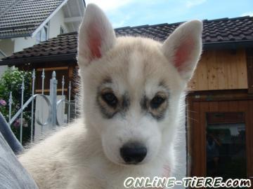 Biete Siberian Husky