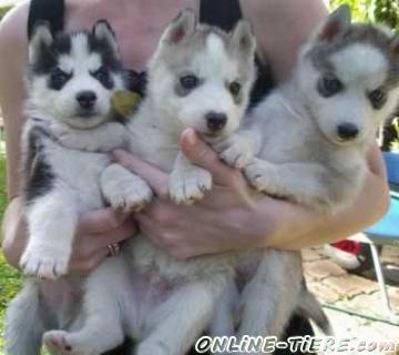 Biete Siberian Husky