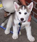 Biete Siberian Husky