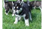 Biete Siberian Husky