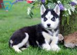 Biete Siberian Husky