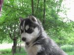 Biete Siberian Husky