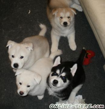 Biete Sibirian Husky, Akita Inu