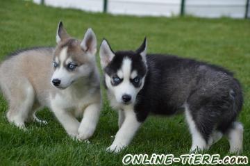 Biete Sibirische Husky