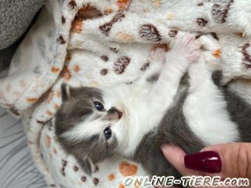 Biete Sibirische Katze / Kater