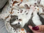 Biete Sibirische Katze / Kater
