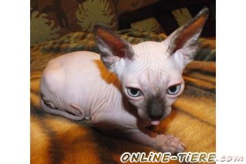 Biete Sphynx Kitten