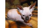 Biete Sphynx Kitten