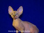 Biete Sphynx Kitten