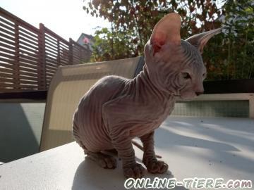 Biete Sphynx