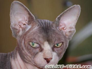 Biete Sphynx