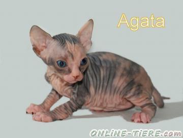 Biete Sphynx