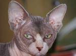 Biete Sphynx