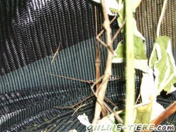 Biete Stabschrecken unterschiedlicher Gr&ouml;&szlig;e