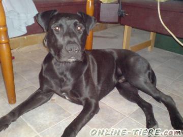 Biete Stafford, Labrador, Mischling, Mix