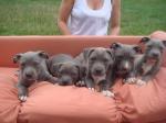 Biete Staffordshire Terrier