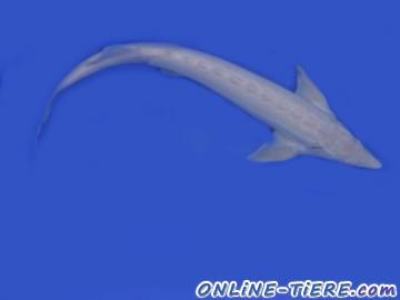 Biete St&ouml;re-Sterlet-Albino Sterlet