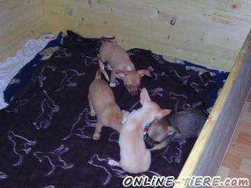 Biete S&uuml;&szlig;e chihuahua von 4 auf drei