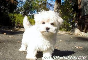 Biete S&uuml;&szlig;e Malteser Welpen