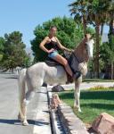 Biete Tennessee Walking Horse