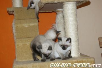 Biete Thai Siam