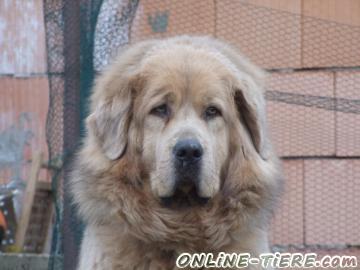 Biete Tibet Dogge (Do Khyi)