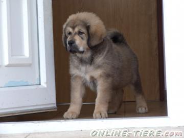 Biete Tibet Dogge - Do Khyi