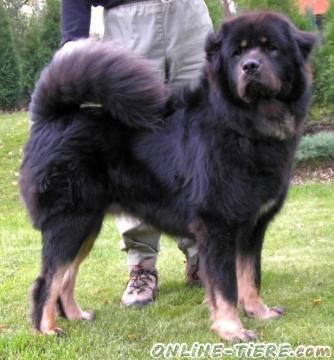 Biete Tibet Dogge