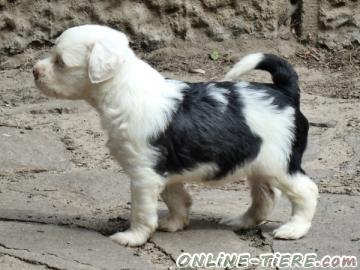 Biete Tibet Terrier