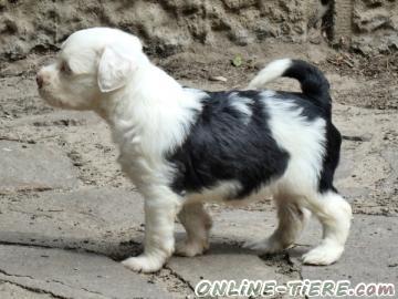 Biete Tibet Terrier