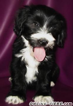 Biete Tibet Terrier