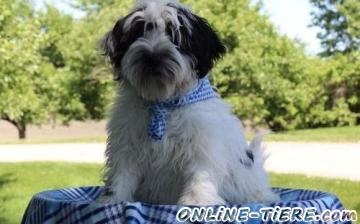 Biete Tibet Terrier