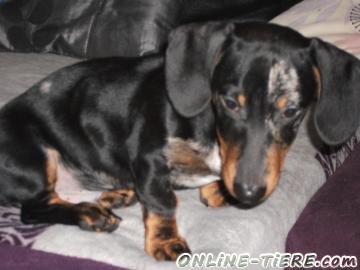 Biete Tiger-Dackel