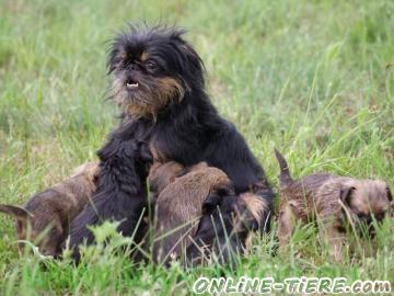 Biete Toy Griffon,Belgischer Griffon,Brüsseler Griffon