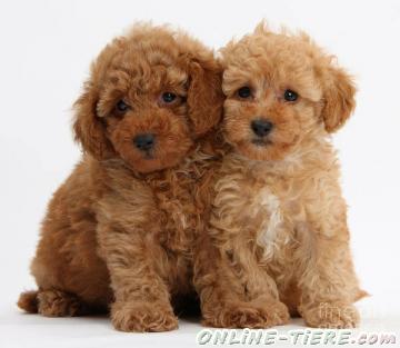 Biete Toy Poodles