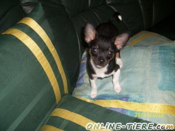 Biete Toy Terrier