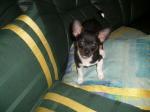 Biete Toy Terrier