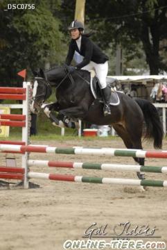 Biete Ungarisches sport Pferd