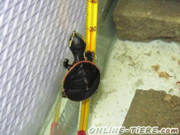 Biete Verk. Wasserschildkr&ouml;ten Emydura subglobosa (Rotbauchspitzkopfschildkr&ouml;ten) Nachzuchten von 2012.