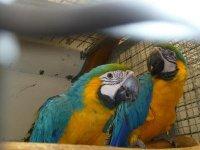 Biete Vogel