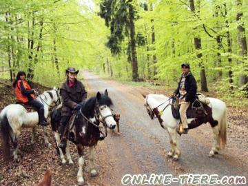 Biete Wanderreiten, Westernstil, Reiten